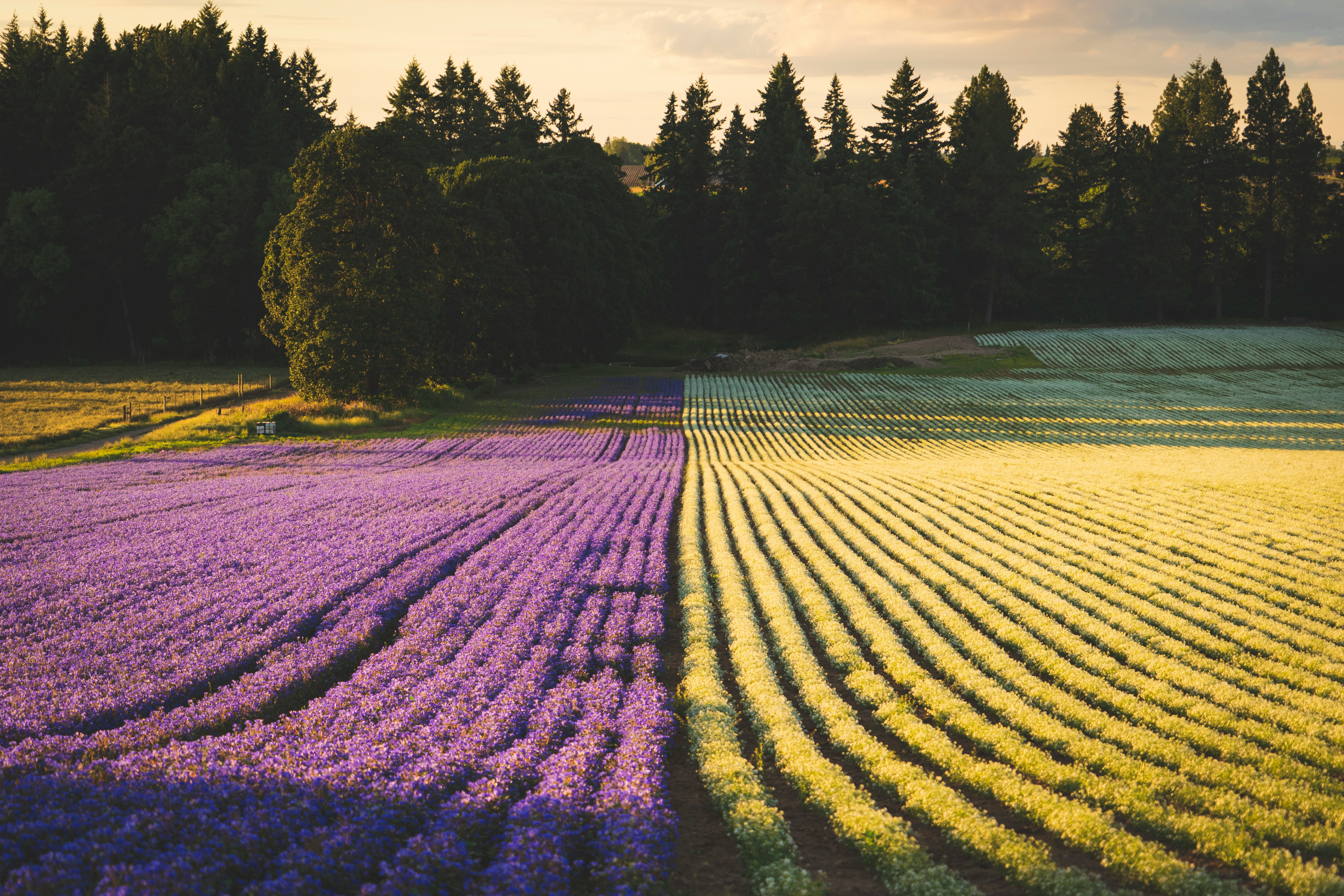 Lavender fields in Sonoma County at golden hour