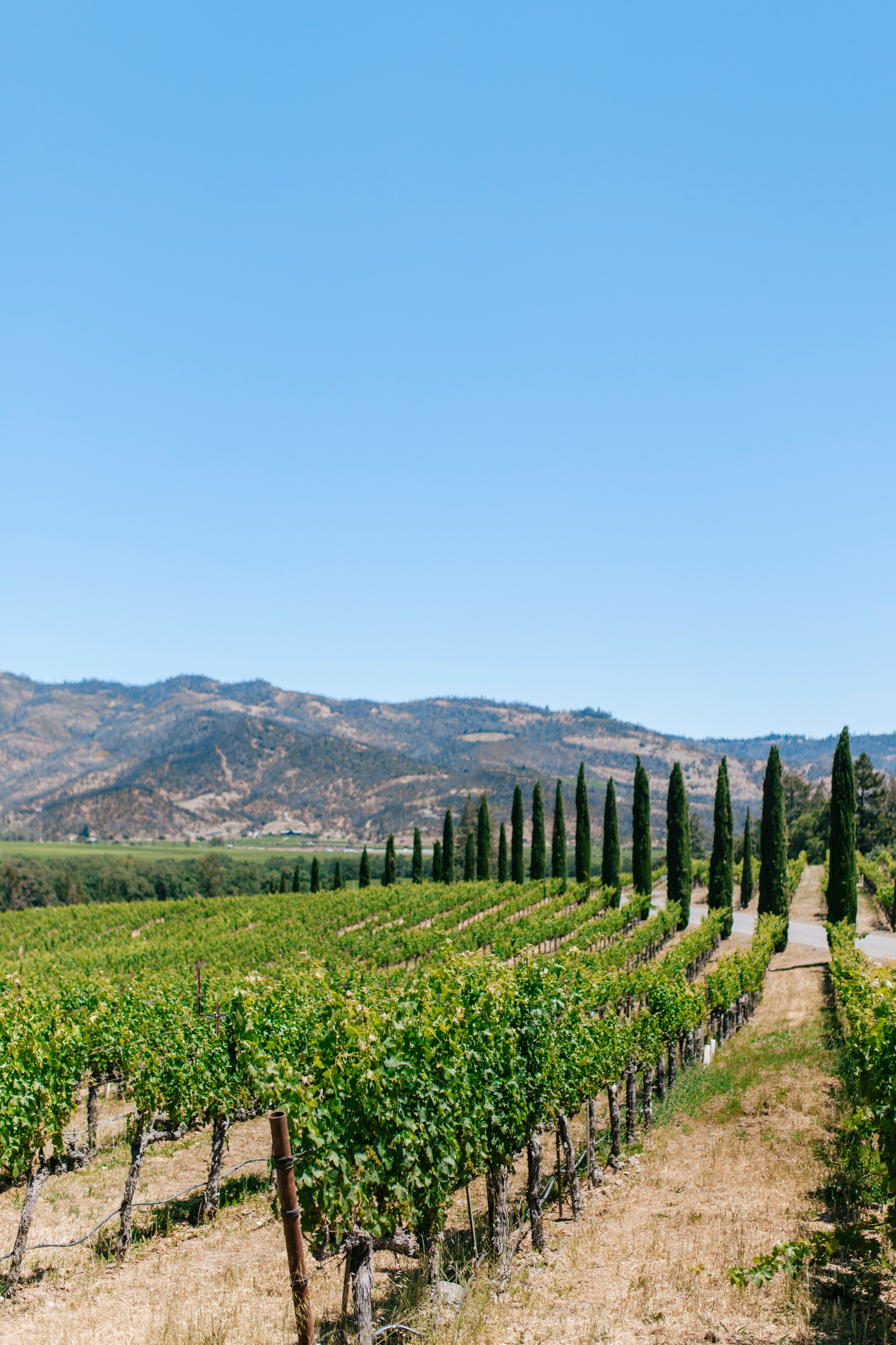 Vineyard with cypress trees and mountains in Sonoma County