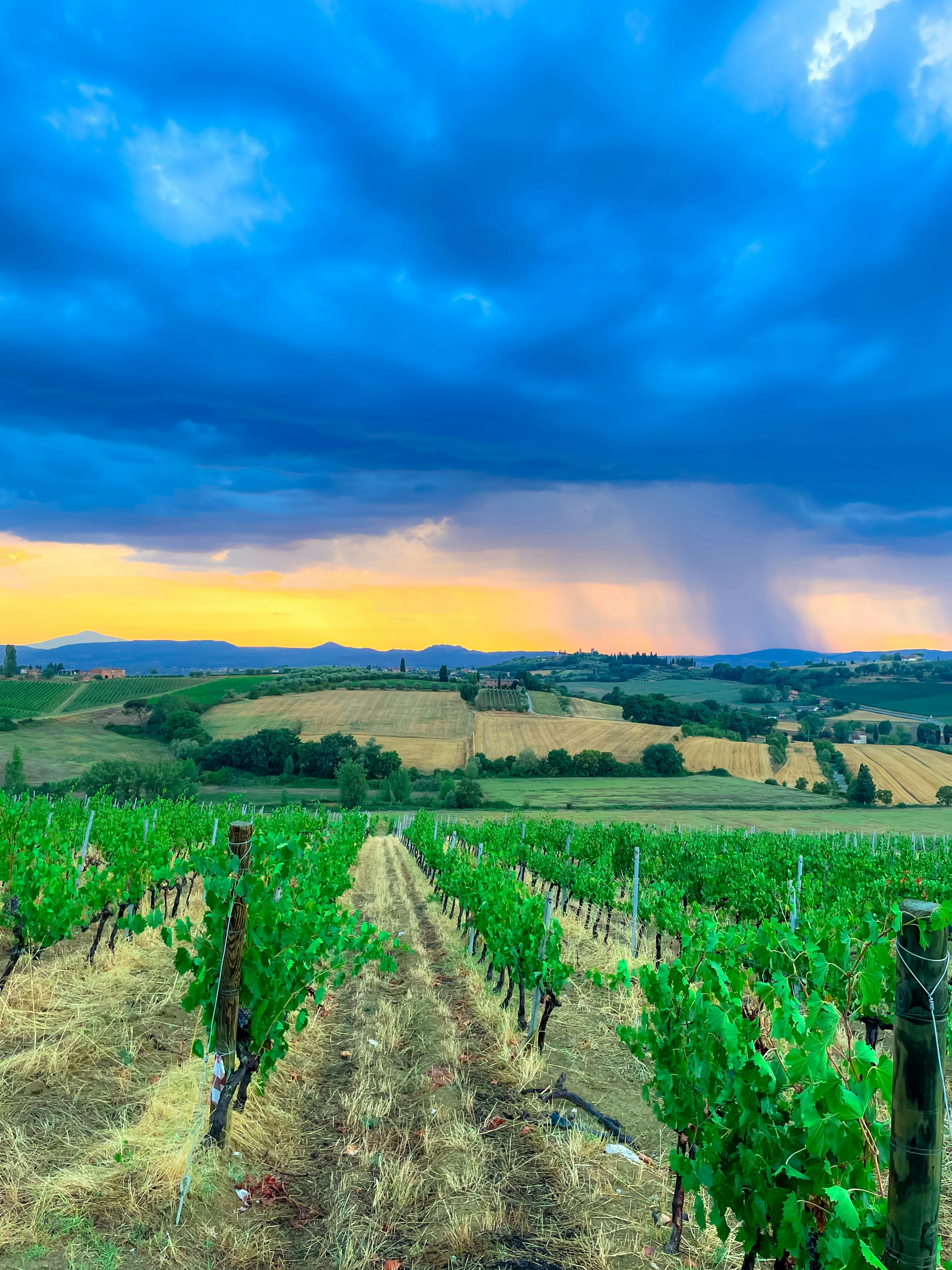 Vineyard at dramatic stormy sunset in Sonoma County