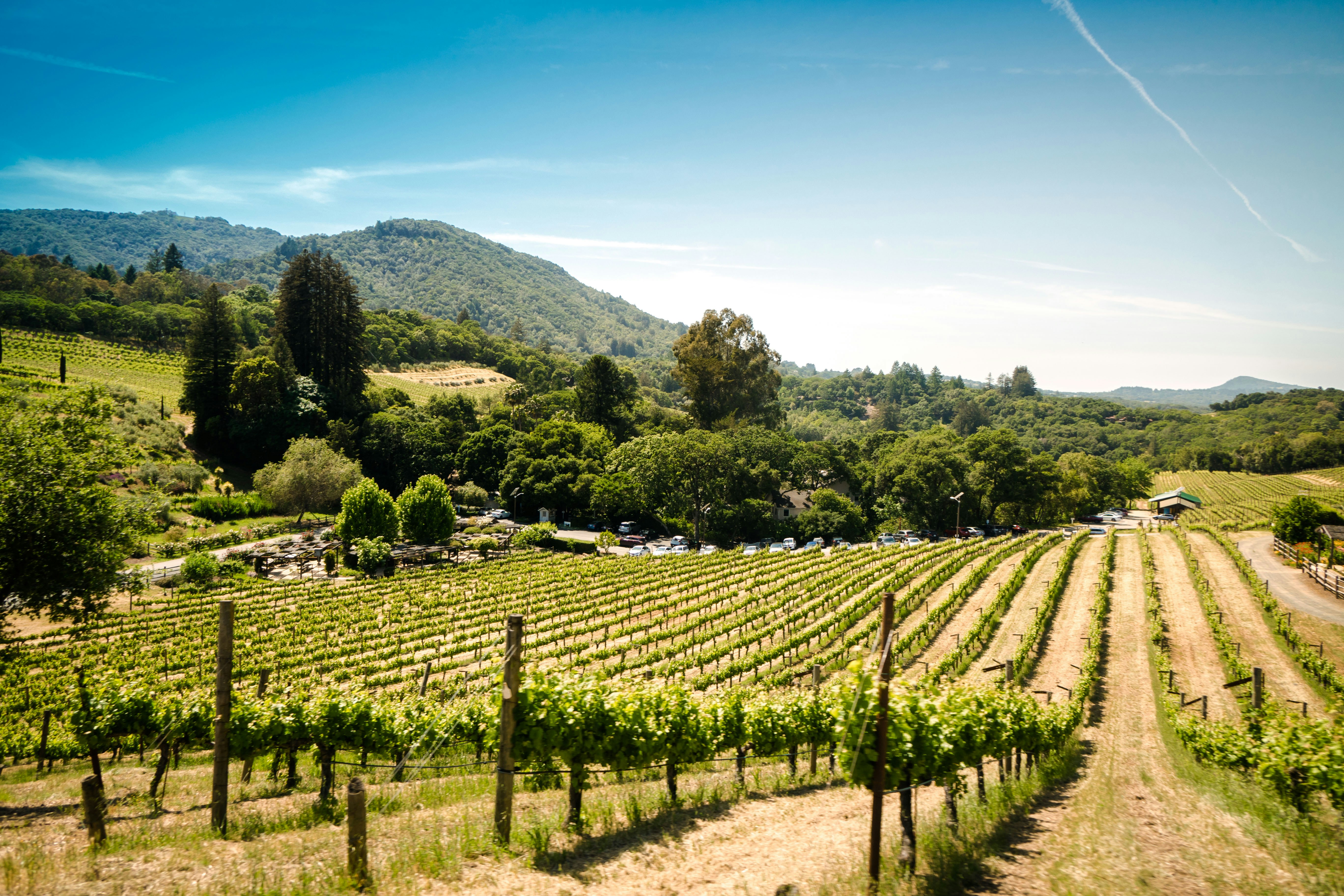 Vineyard rows in Sonoma County wine country